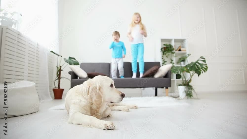 brother and sister jumping on the couch in the living room. the golden retriever lies on the floor. life of domestic pets in the family. brother and sister jumping on the couch in the living room. the golden retriever lies on the floor. life of domestic pets in the family.