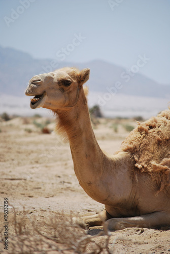 camel head portrait in desert
