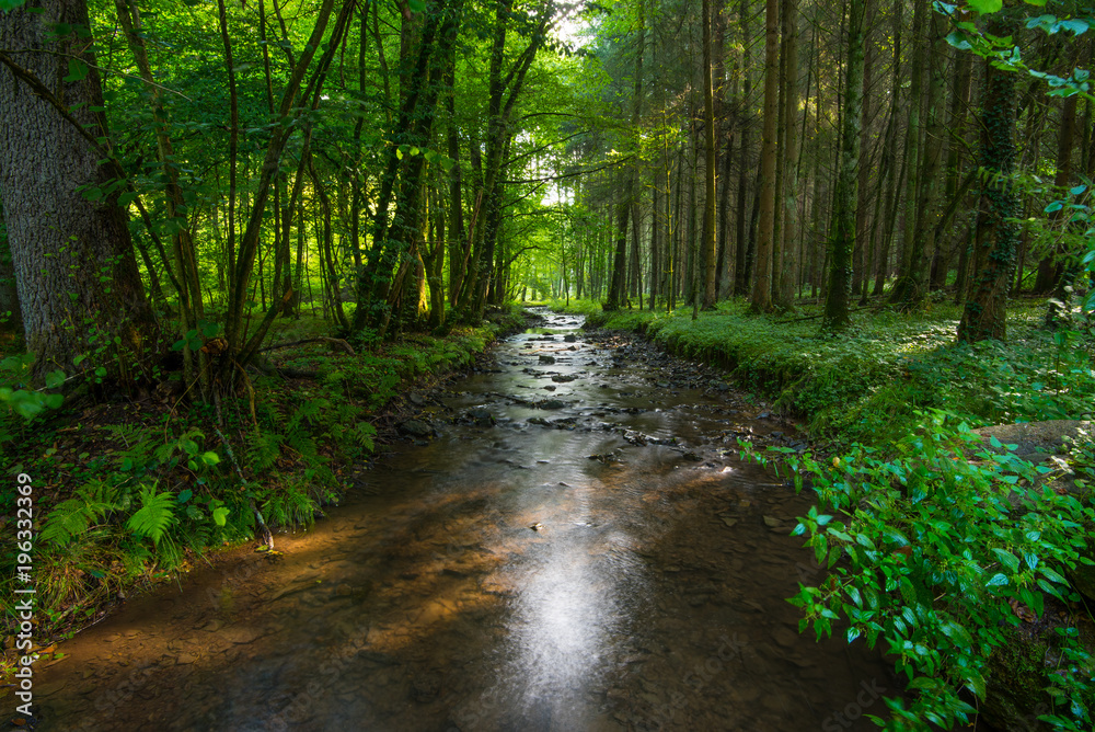 Fototapeta premium leuchtender Wald mit Fluss und Sonnenlicht