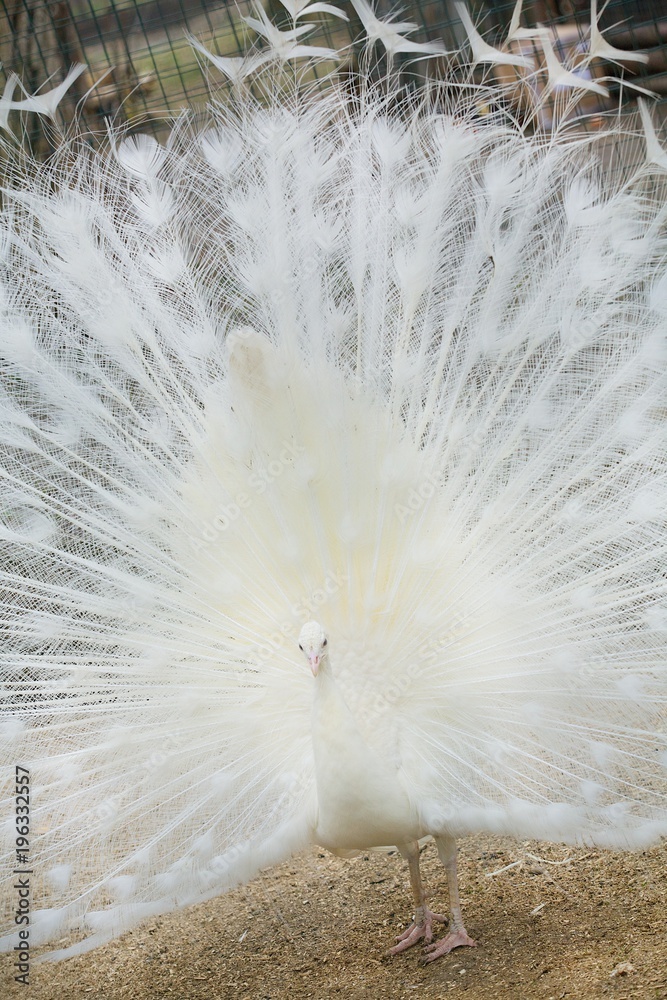 Beautiful bird white peacock