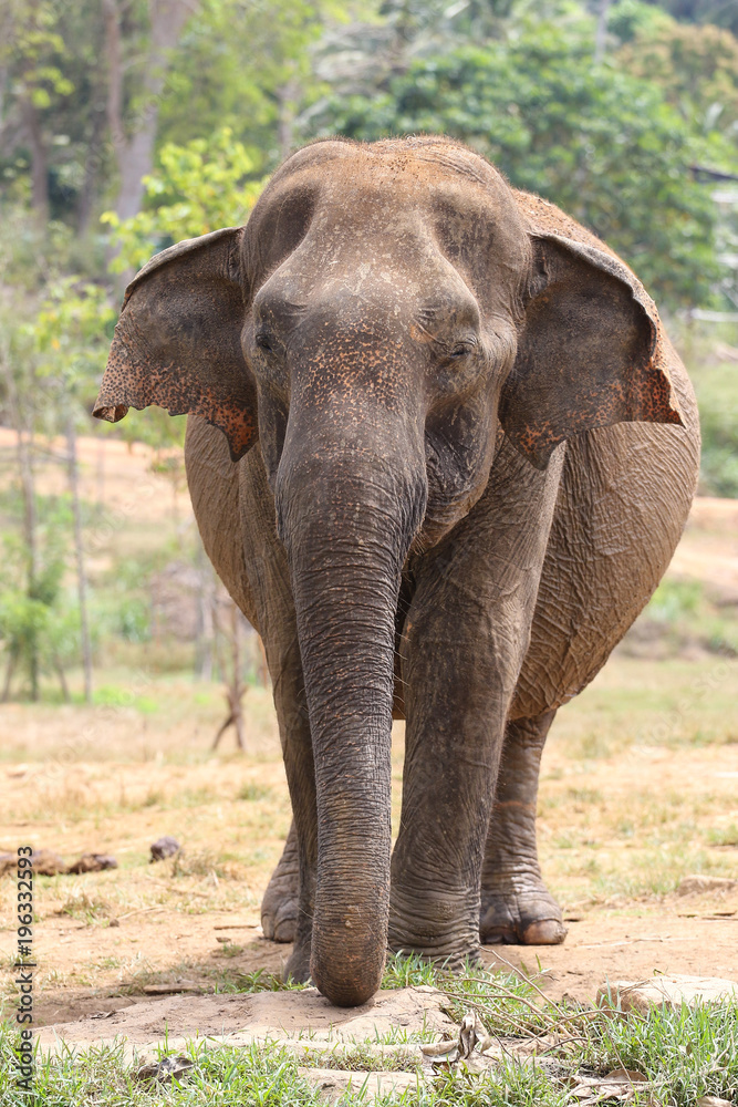 Fototapeta premium Asian elephant Elephas maximus in Pinnawala orphanage