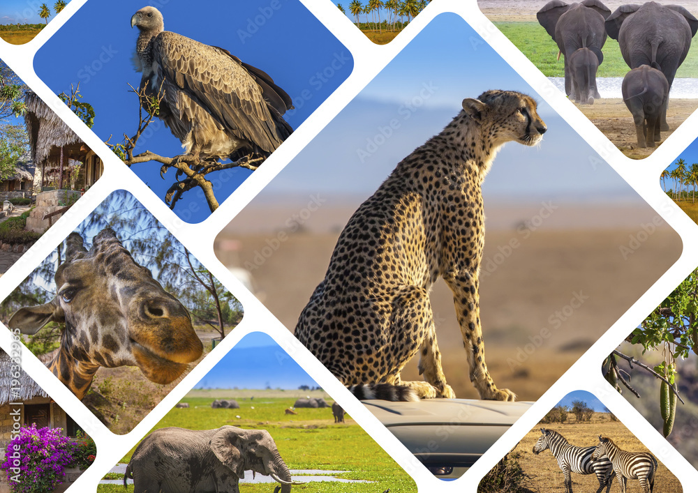 Africa. Safari in Africa. Wild animals. Kenya. Collage of wild animals  living in Africa. Travel to Kenya. Stock Photo | Adobe Stock