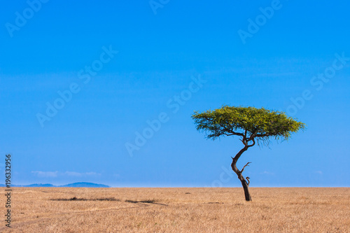 Africa. A lonely tree against a blue sky. Safari in Africa. African steppes with a lonely tree. Kenya. Travel to Kenya.