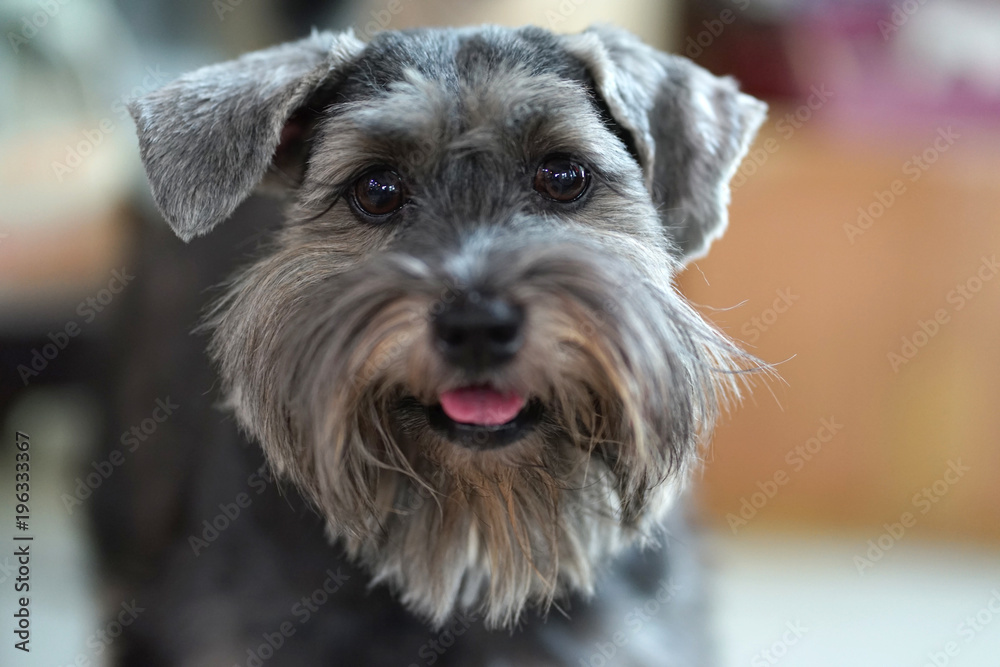 Small black dog mixed breed with beautiful bright eyes