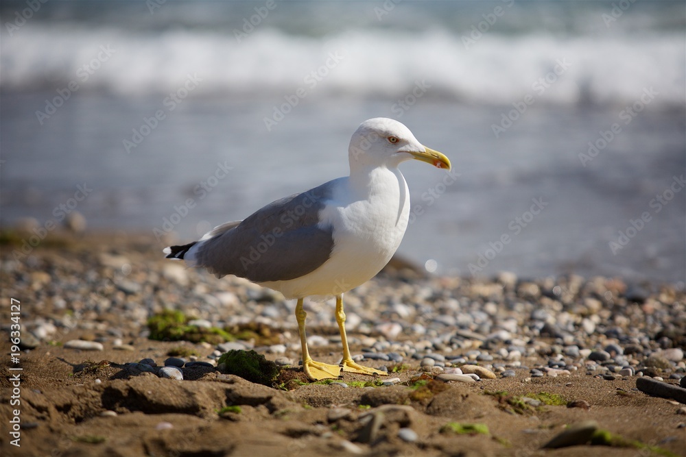 Seagull walks along the seashore Seagull walks along the seashore