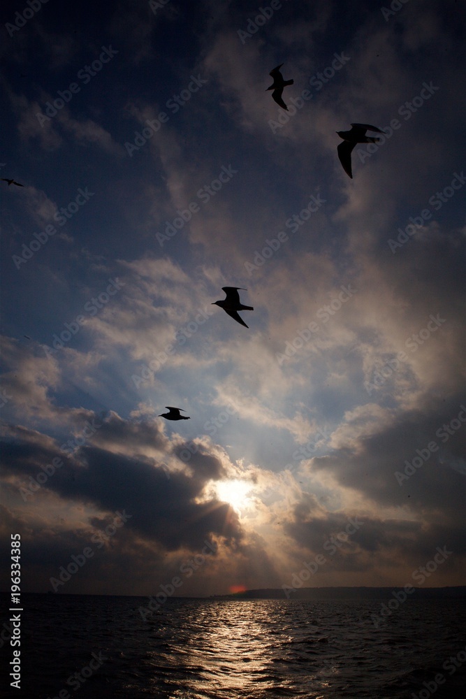 A flock of birds seagulls
