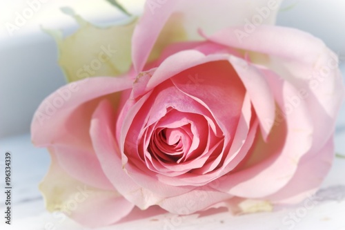 Pink Rose Close Up Light