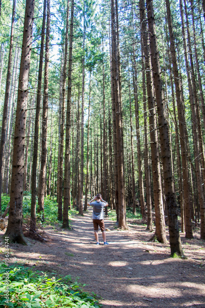 Young boy in the summer pine forest Young boy in the summer pine forest