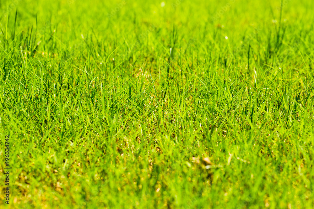 Fresh Spring Grass Background