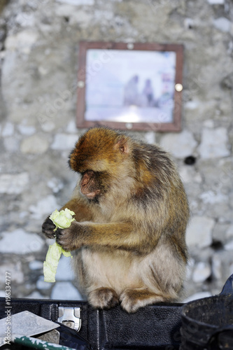 fressender Berberaffe auf Gibraltar (Macaca sylvanus) - Barbary macaque  photo