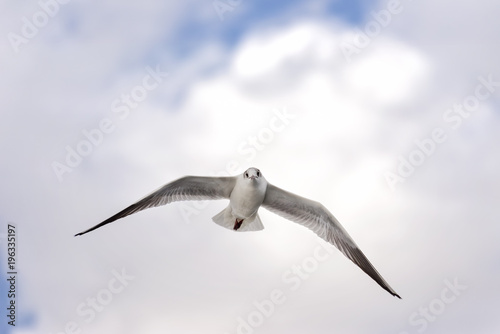 Flying Seagull With Cloudy Sky Background