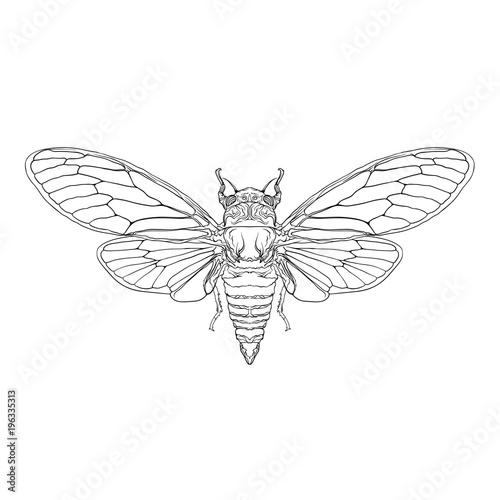 Vector big cicada. Black and white version. Isolated on white background.