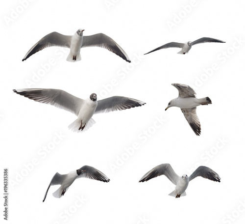 Set Of Six Flying Seagulls Isolated On White Background