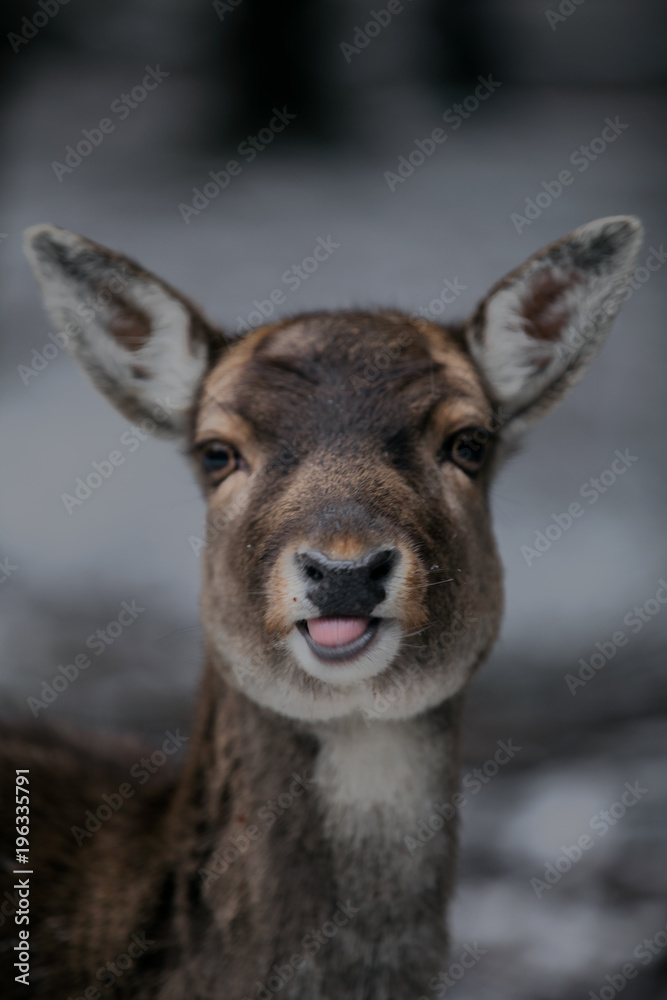 Fawn Fawn