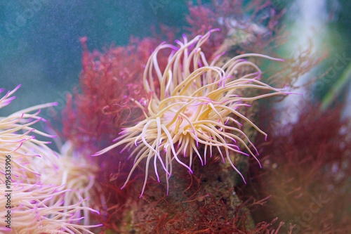 A beautiful sea anemone living in the aquarium