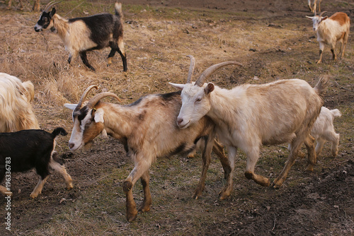a domestic goat in the natural environment.