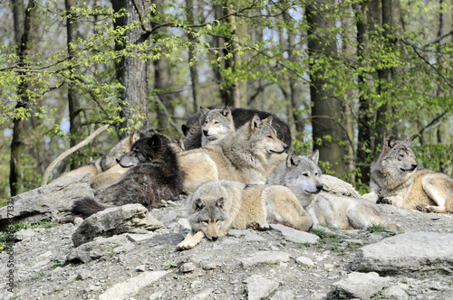 Timberwölfe (Canis lupus lycaon) , captive, Baden-Württemberg, Deutschland, Europa