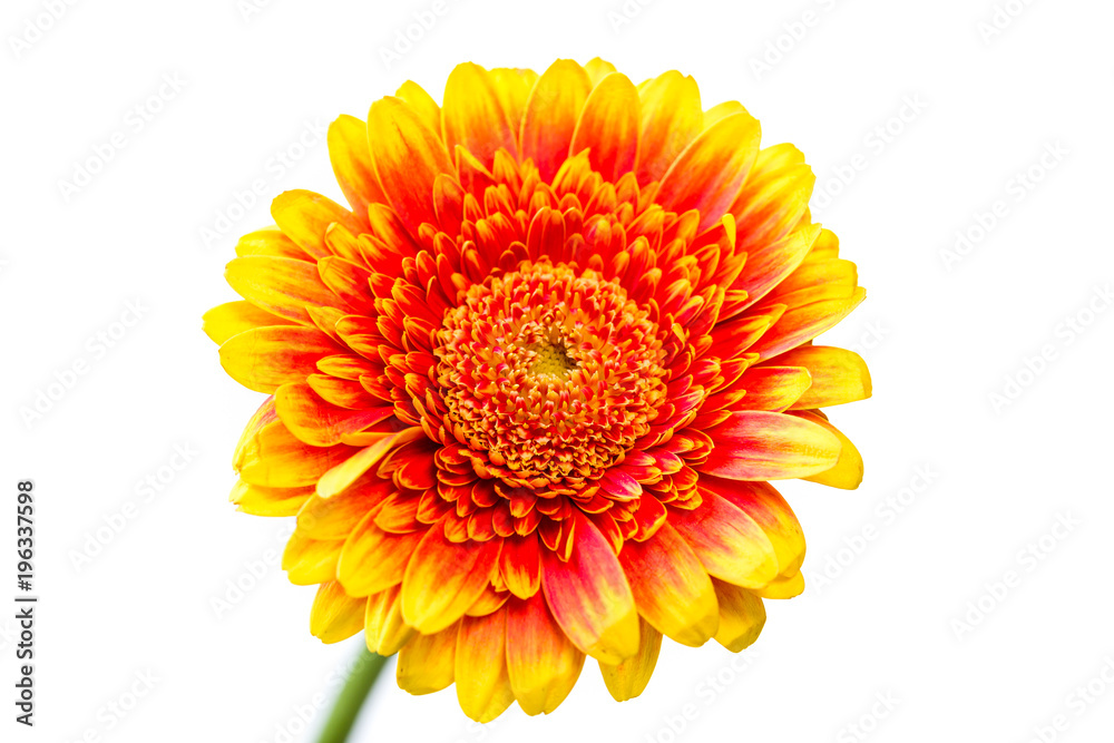 närbild på en orange gerbera blomma isolerat mot vitt närbild på en orange gerbera blomma isolerat mot vitt