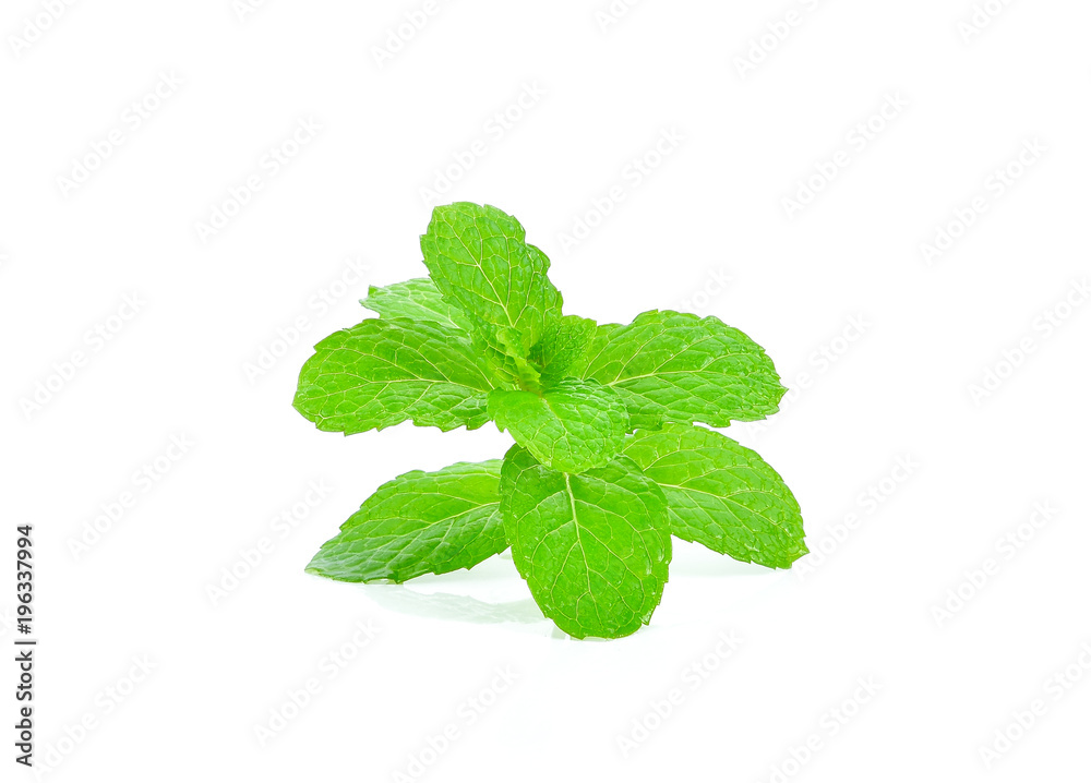 Mint leaves on white background Mint leaves on white background