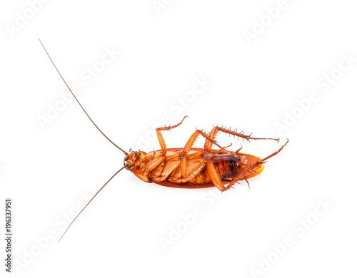 cockroach on white background © Chanwit