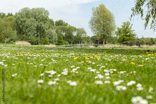 Fototapeta Naklejka Na Ścianę i Meble -  Low angle shot of grass with daisies and dandelion's in a park 