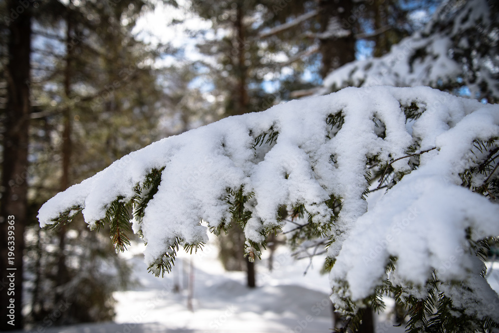 Closeup photo of a snowy branch of a tree