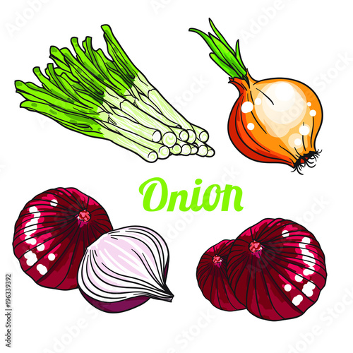 Vector set of orange green and purple onion. Isolated on white background. photo