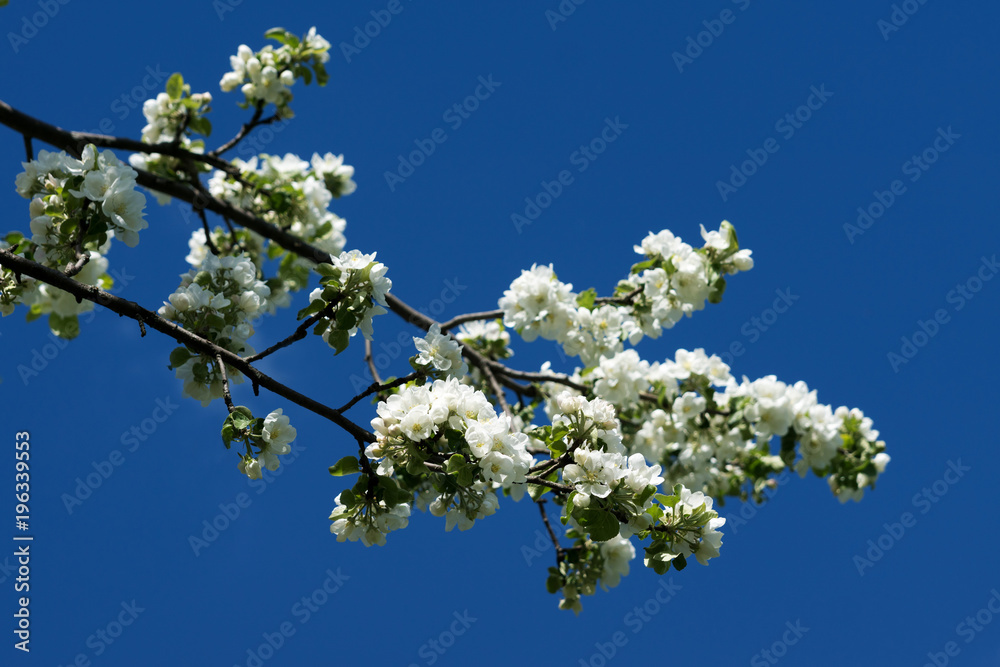 spring flowers of Apple tree on a green branch against the blue sky