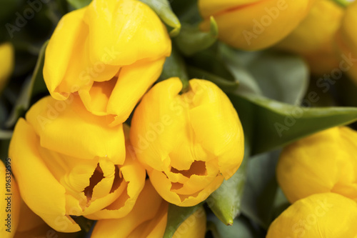 Yellow tulips. Macro shot