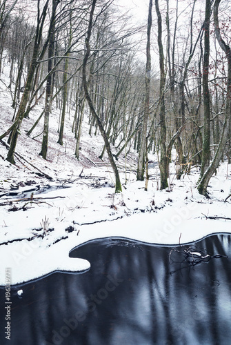 Wintry forest scene photo