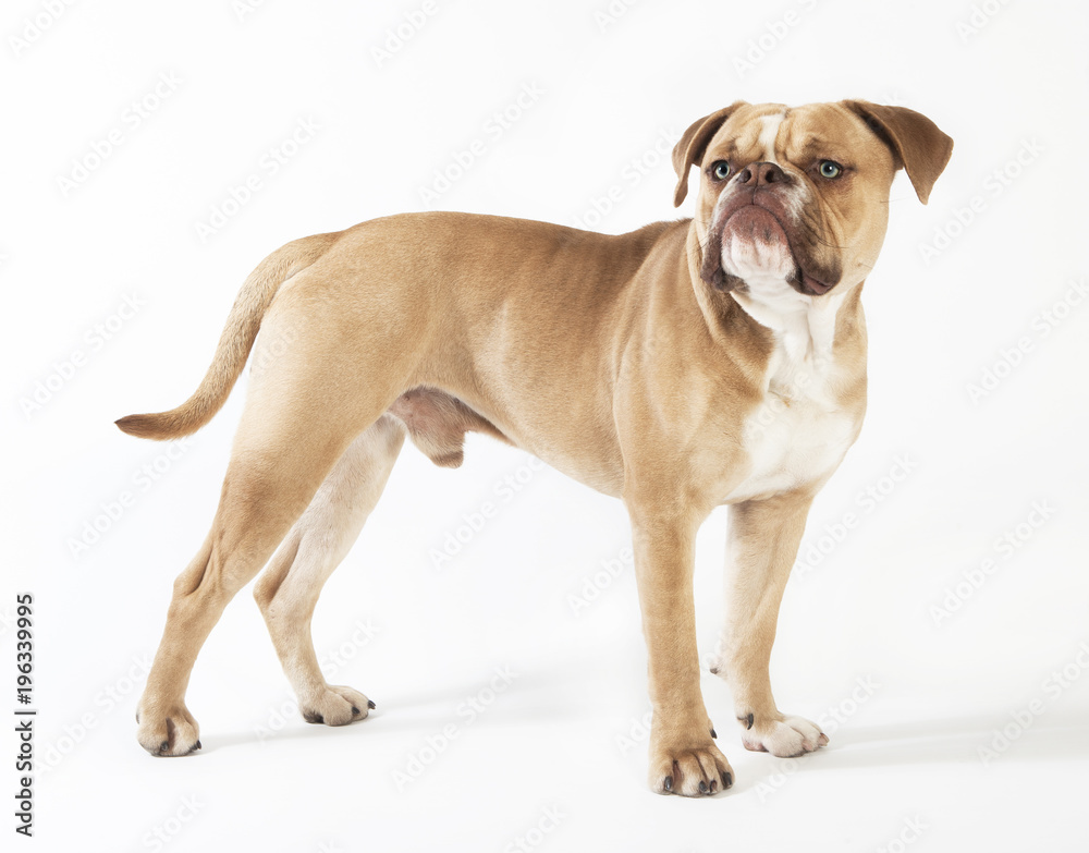 Obraz premium olde english bulldog standing