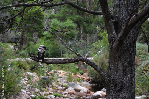 Kookaburra sitting on a tree branch