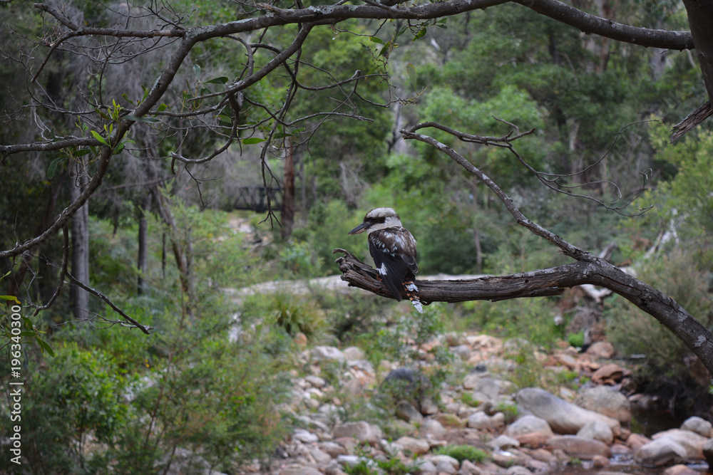 Kookaburra sitting on a tree branch above a river bed Kookaburra sitting on a tree branch above a river bed