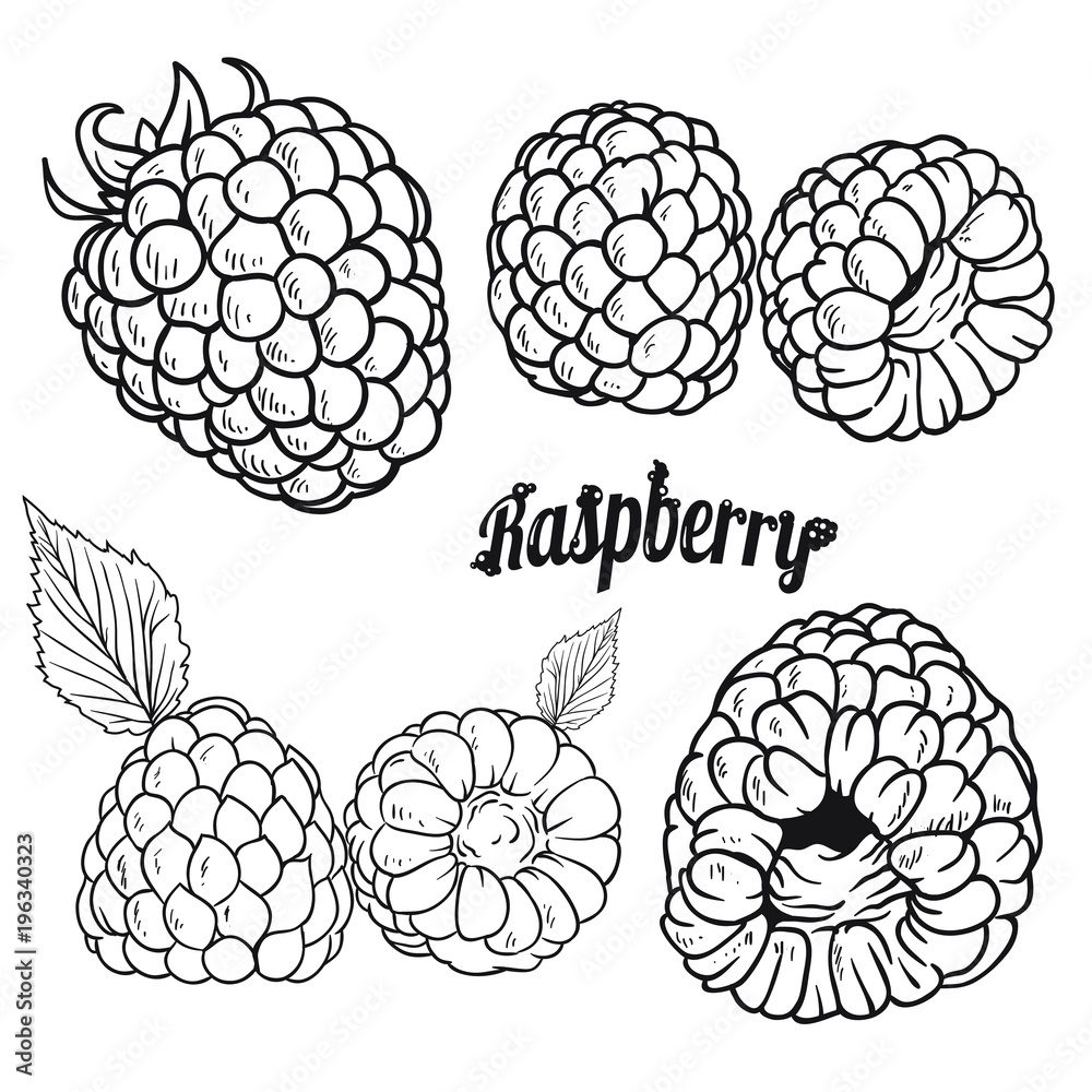 Ripe raspberry, realistic drawing vector illustration isolated on white background. Black and white version. Ripe raspberry, realistic drawing vector illustration isolated on white background. Black and white version.