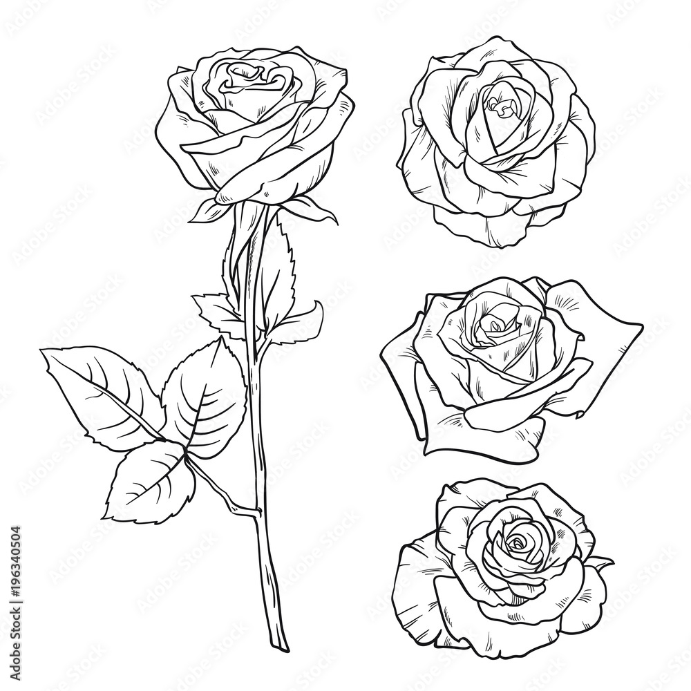 Vector Black and white version set of rose. Realistic hand drawing ...