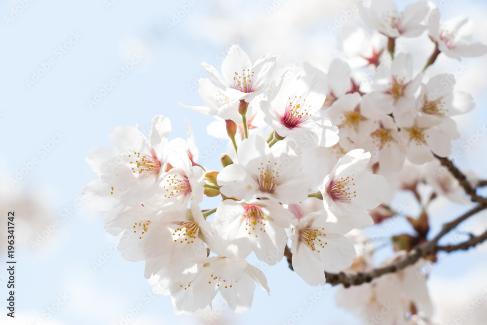 Closed up of flower sakura (cherry) blossom on blue sky background
