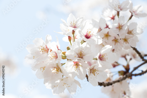 Closed up of flower sakura (cherry) blossom on blue sky background