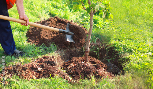 Gardening, man plants a small tree seedling, male gardener hands holds shovel digs the ground, nature, environment and ecology concept