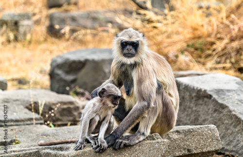 Gray langur monkeys at Daulatabad Fort in India