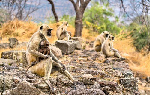 Gray langur monkeys at Daulatabad Fort in India