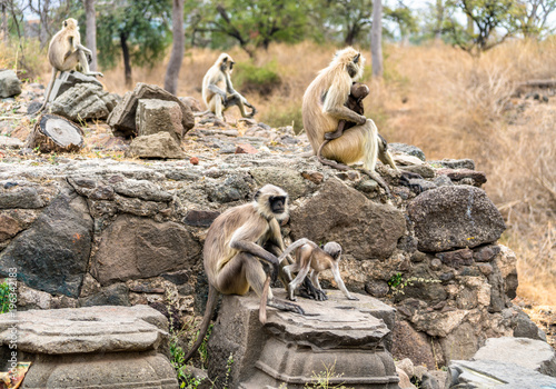 Gray langur monkeys at Daulatabad Fort in India