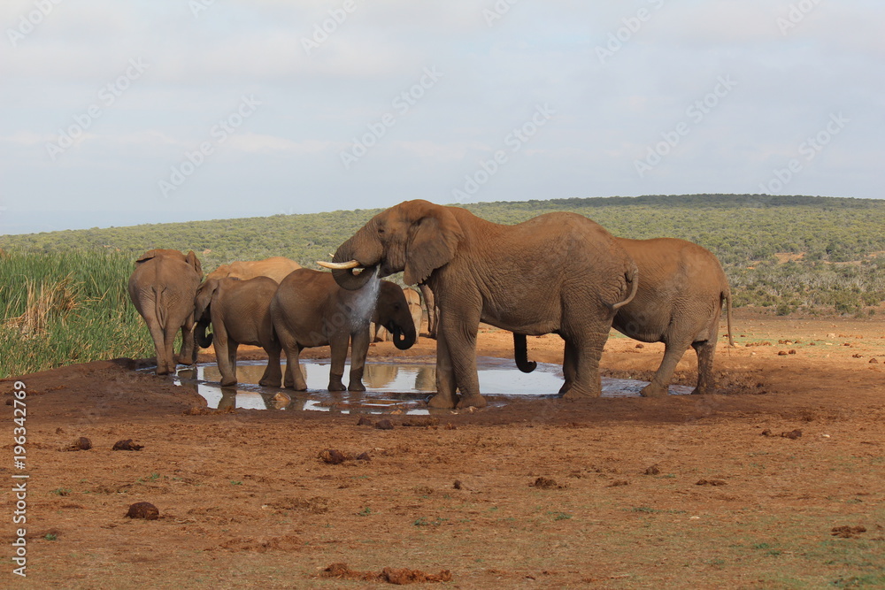 Fototapeta premium africa safari