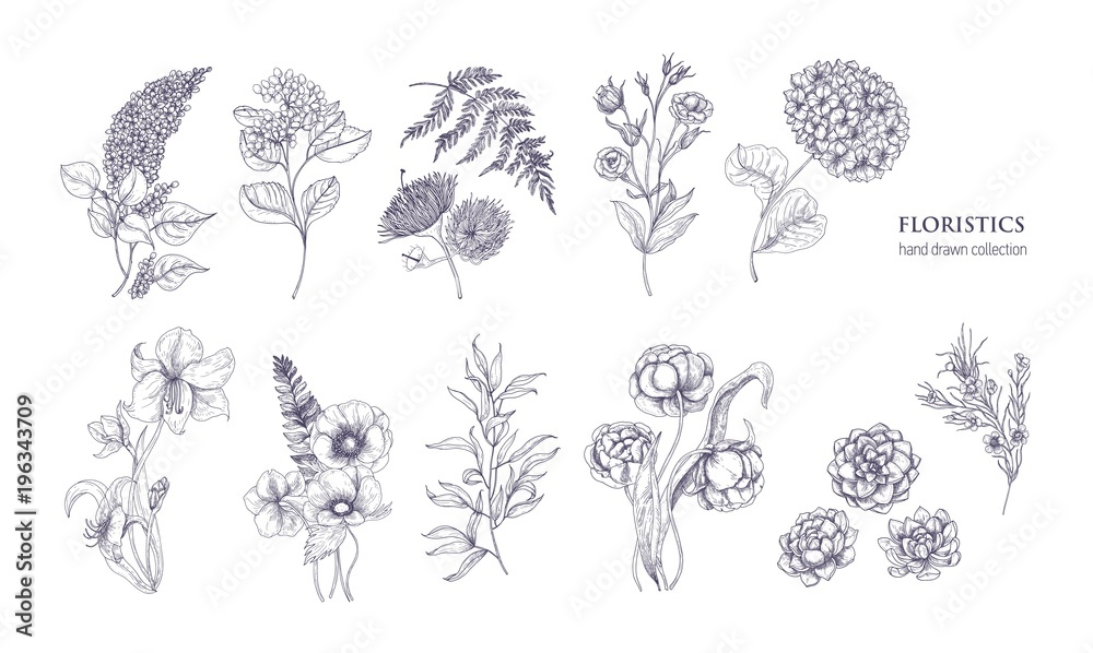Collection of gorgeous floristic flowers and wild flowering plants hand drawn with black contour lines on white background. Bundle of elegant natural decorations. Hand drawn vector illustration. - obrazy, fototapety, plakaty 