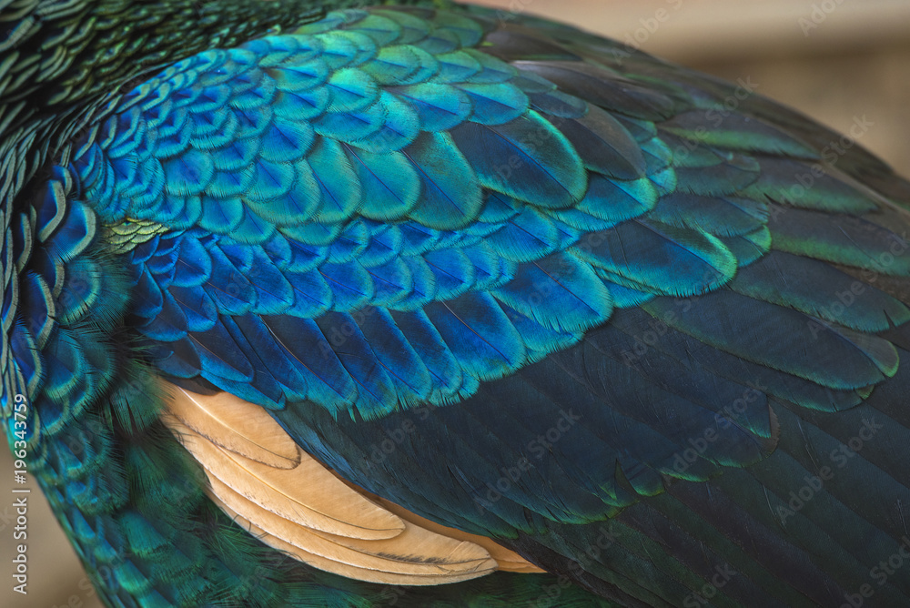 Naklejka premium Closeup peacock feathers (Green peafowl)