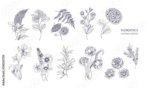 Valokuva Collection of gorgeous floristic flowers and wild flowering plants hand drawn with black contour lines on white background