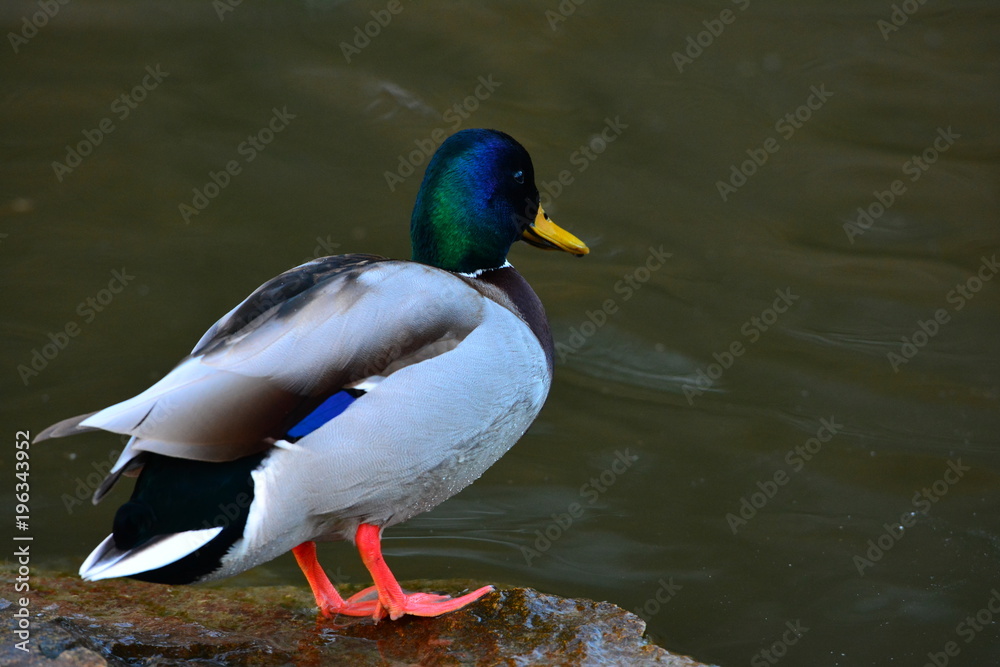 Mallard duck male on a river. Close up. Mallard duck male on a river. Close up.