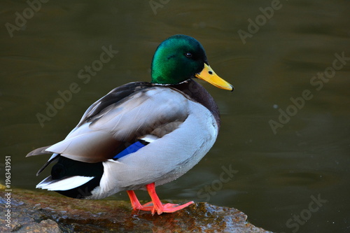 Mallard duck male on a river. Close up.  © Andrey