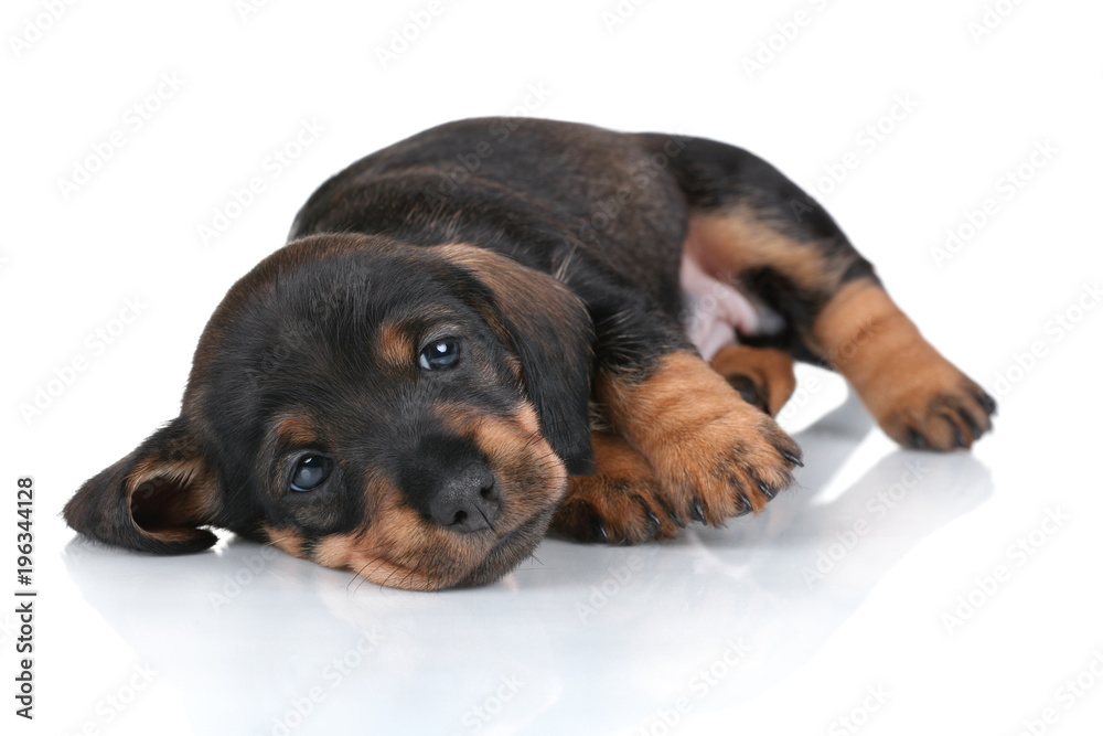 Little cute puppy dachshund on a white background