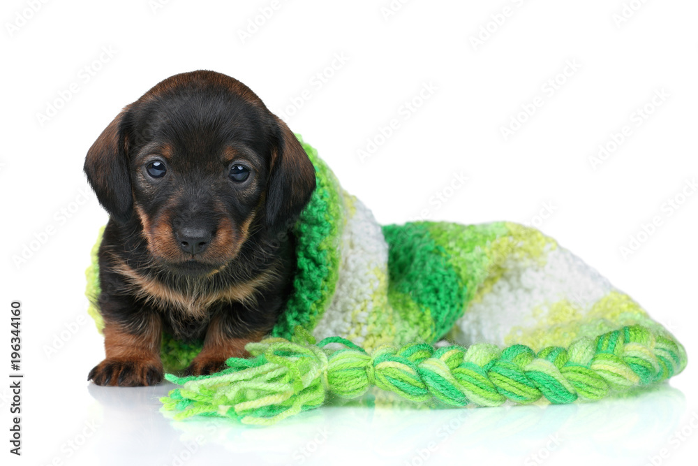 A small dachshund puppy sits in a green hat A small dachshund puppy sits in a green hat