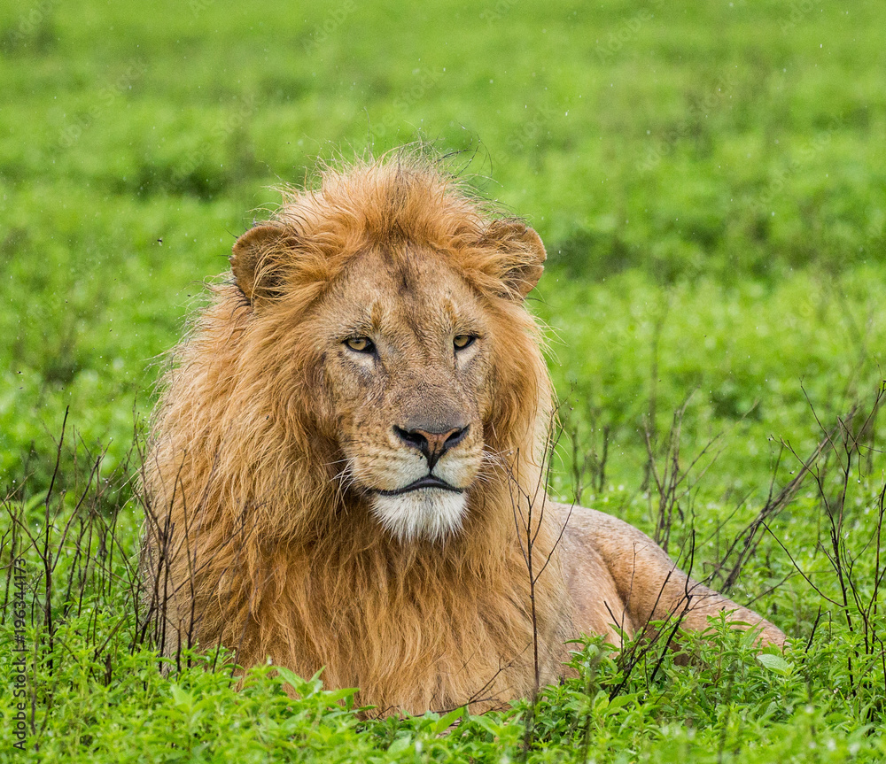 Big male lion lying in the savannah. Serengeti National Park. Tanzania. An excellent illustration. Big male lion lying in the savannah. Serengeti National Park. Tanzania. An excellent illustration.